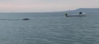 Σάλος με βίντεο που καταγράφει τέρας τύπου... Λοχ Νες σε θάλασσα της Ιρλανδίας [βίντεο] Thalassio-teras-irlandia-660