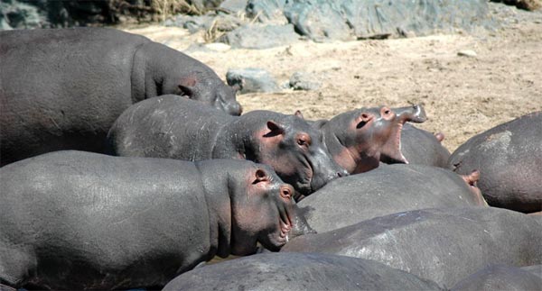 நீர் யானையை நேரில் பார்த்திருக்கிறீர்களா? Hippopotamus_7