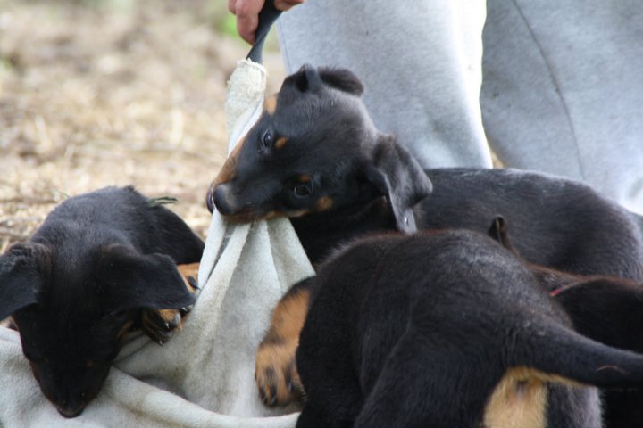 Beaucerons lignée de travail en Savoie : Bastet x Radamès 217744_220239241325063_118224571526531_1013887_818864_n