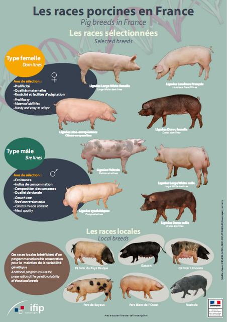 Les connaissances agricoles utiles Porc