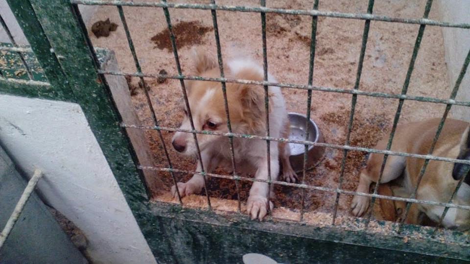 PIMPIM. Perrito de 8 años de tamaño pequeño en la perrera de Hellin ( Albacete (PE)) Pimpin1