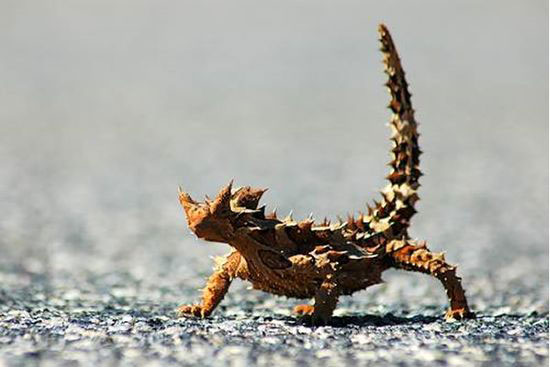 "الشيطان الشوكى"Thorny Lizard or Thorny Devil D58aea55fcdc2879bad0eabc3172033a