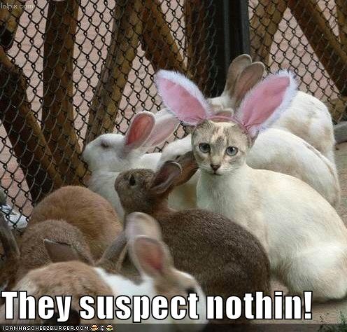 Imagenes Graciosas XD - Página 24 Funny-pictures-cat-disguised-rabbit