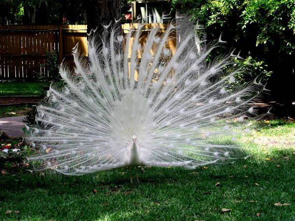 நான் ரசித்த சில படங்கள் - Page 3 White%2BPeacock%2B-%2BBeautiful%2BPhoto%2BCollection%2B%25287%2529