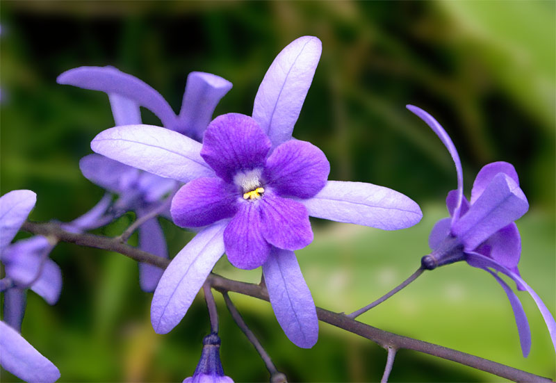 Chúc mừng sinh nhật Jim Kun !!! Violet-flower