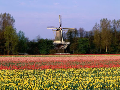 حديقة كيوكينهوف Keukenhof أكبر و أجمل حديقة أزهار في العالم. 6