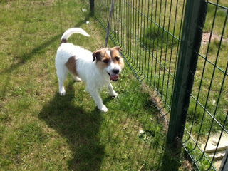 urgent - PEPS - fox terrier 1 an  et demi (1 an de refuge) -   SAPAD à Douai (59)  Peps