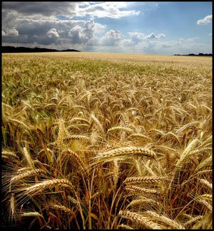 Campos de Plantações Joio_trigo