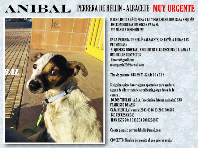 ANIBAL, Macho de 3 años de tamaño pequeño en la perrera de Hellin ( Albacete ) (PE) ANIBAL