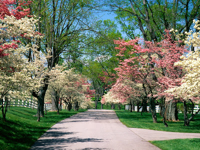 أيامنا أوراق تطوى وأعمارنا أوراق تتساقط  Pink_and_White_Dogwood_Trees_Lexington_Kentucky