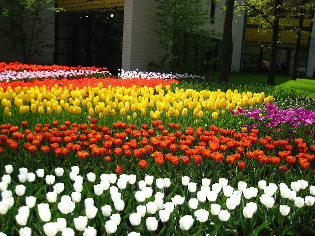 Ảnh đẹp cuộc sống: Bộ hình nền đẹp về cánh đồng hoa Tulip 13
