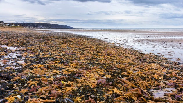 France, Normandie: Des milliers d’étoiles de mer se sont échouées sur la plage de Blonville-sur-mer Etoile_de_mer_blonville_sur_mer