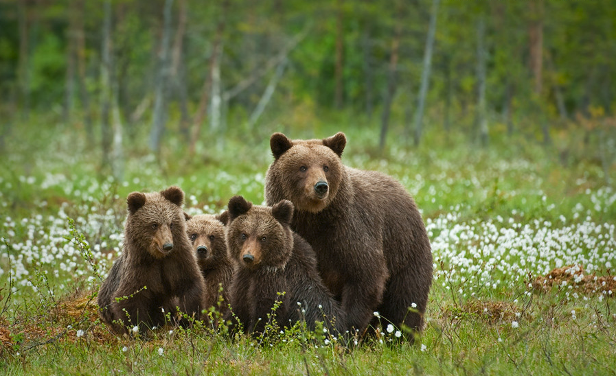 CACHORROS Y ANIMALES - Página 10 Familia-de-osos-bears