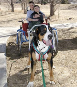 விலையுயர்ந்த நாய்கள் Great-swiss-mountain-dog-1-tm