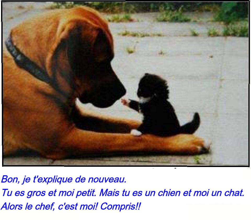 images humour  - Page 14 Chien%2Bet%2Bchat