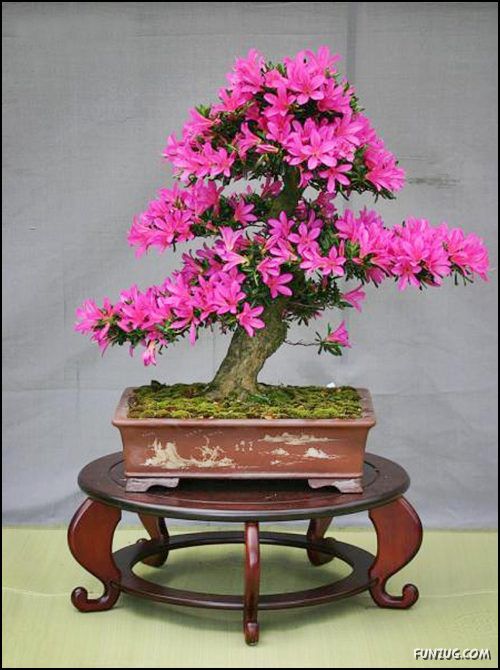           Japanese_bonsai_trees_05