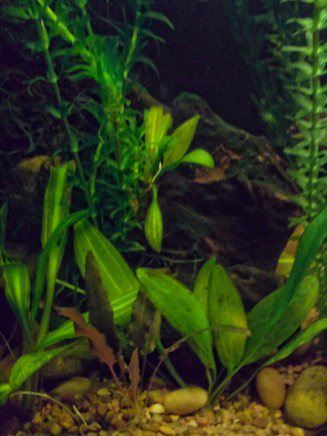 Hola, me precento a mi y a mi acuario :) - Página 3 LPD-Acuario04