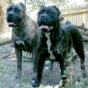 விலையுயர்ந்த நாய்கள் Boerboel-2-tm