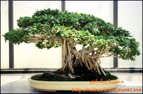           Japanese_bonsai_trees_01