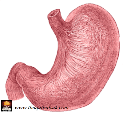 حقائق مدهشة عن جسم الإنسان  Stomach