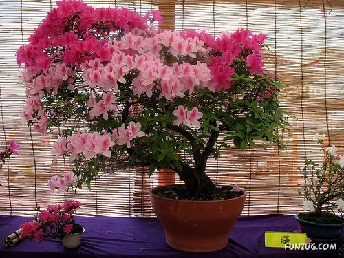           Japanese_bonsai_trees_40