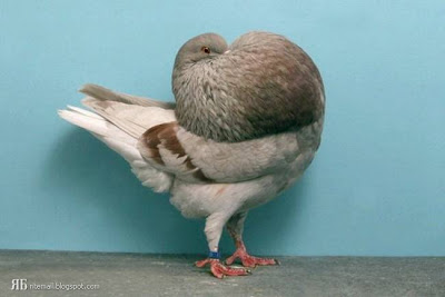 விசித்திர புறாக்கள் : Groomed Pigeons  1