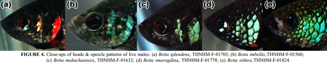 QUI EST QUI  ? connaissez vous vos bettas , Betta_mahachaiensis-Fig4