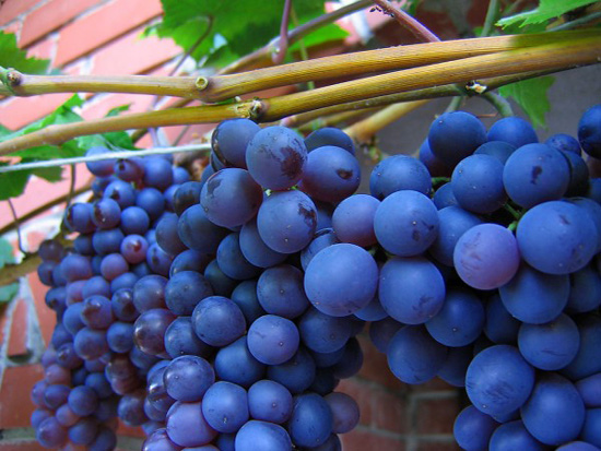 உடல் ஆரோக்கியம் தரும் பழங்கள் சில Purple-grapes