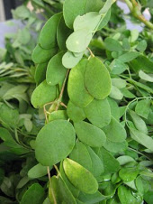 نبات المورينجا ... Moringa_2