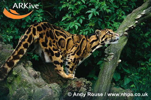 Mojo 2013 Clouded Leopard!!! ... the end! - Page 2 Large_Clouded_leopard_RE_Worlds_strangest_looking_animals-s508x338-2802-580