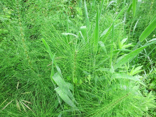 خلطة علاج التبول اللاإرادي عند الأطفال Horsetail