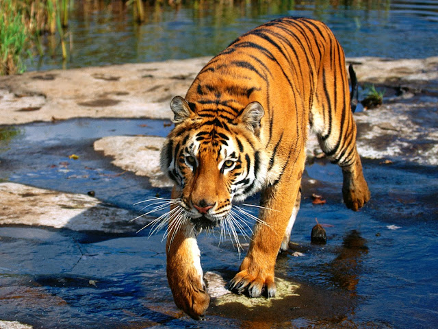 بالصور تعرف على الفرق بين نمورالبنغال ونمور سيبيريا ! Prowler_bengal_tiger-standard_wallpapers