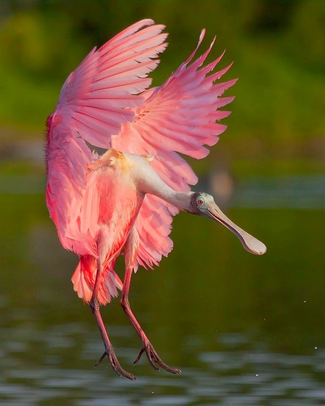  شاهد الطيور ونقول سبحان الله 1-spoonbill-bird-photography-by-miguel-leyva.preview