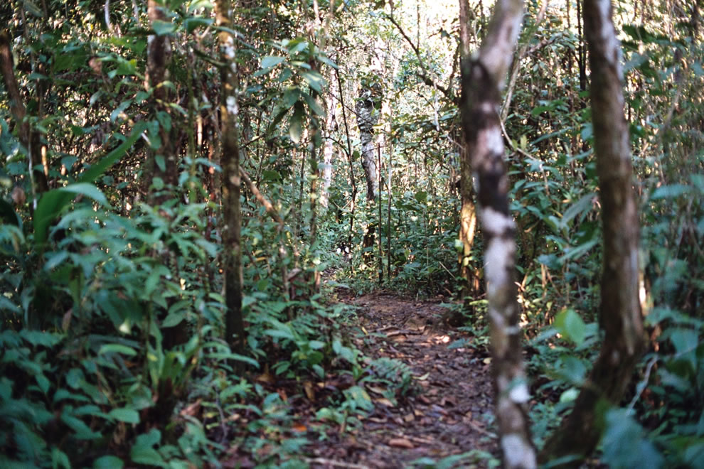  غــأإبــأإت آلآمــأإزؤن المطــيرهـ ♥.  Walking-through-paths-in-the-amazonian-rainforest