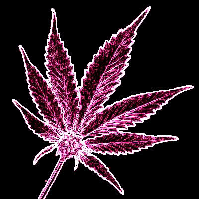 Go Ahead and Pack Your Weed This Thanksgiving—the TSA Probably Won’t Find It Marijuana-pink