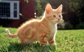 صور قطط جديده ، صور قطط صغيره ، صور قطط منوعه ، صور قطط للتصميم ، قطط ، 2011 ، 2012  Wallcate.com%20%2817%29