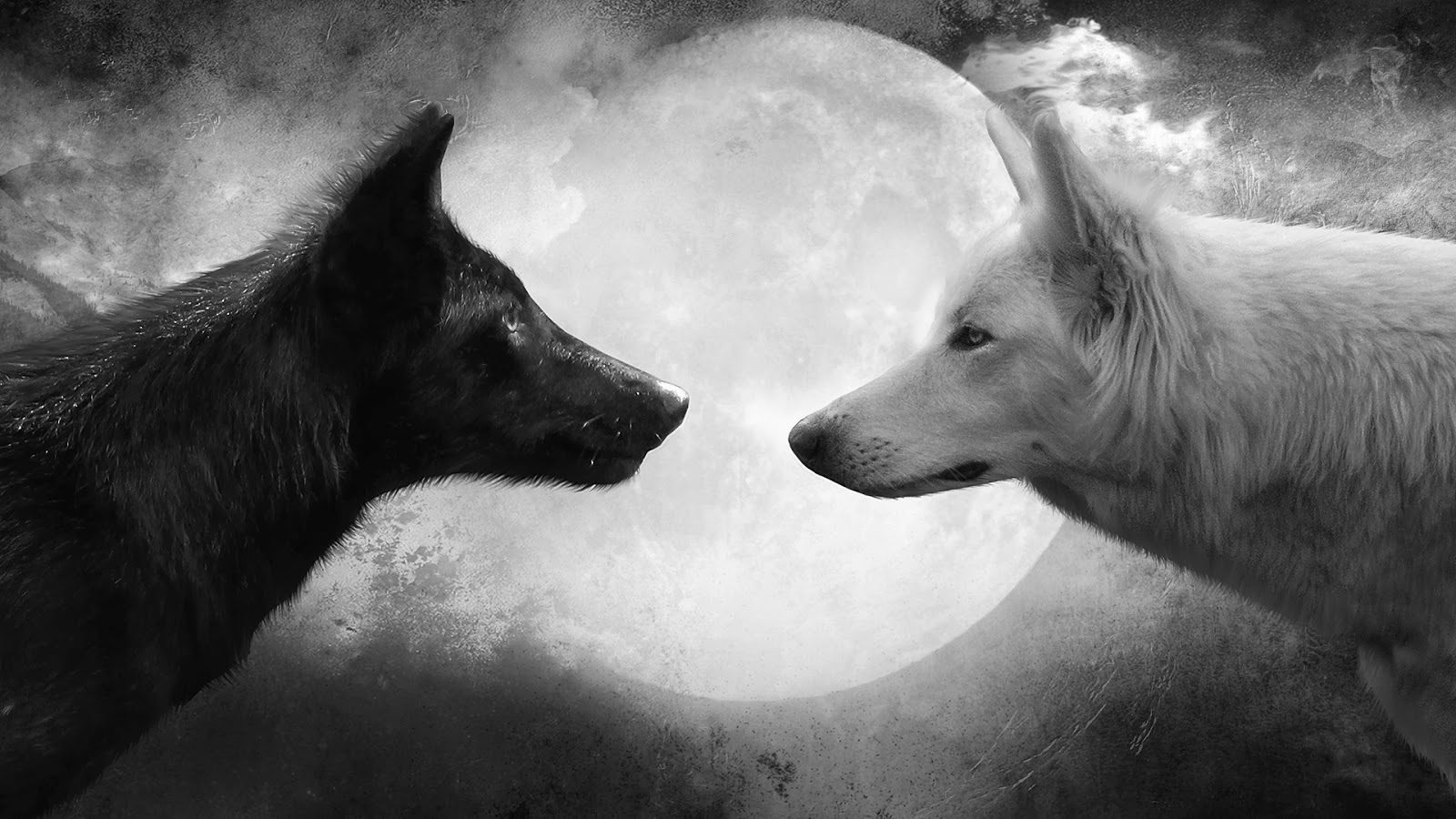 SOBRE LOBOS E SOMBRAS Wolf-and-Moon-Cool-HD-Wallpapers