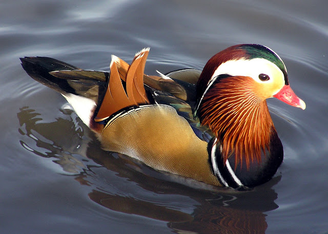  ملكة جمال البط Mandarin.duck.arp