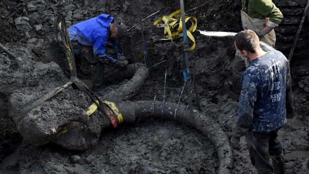 Michigan farmer finds 15K-year-old woolly mammoth skull stashed by Ancient Natives. Image