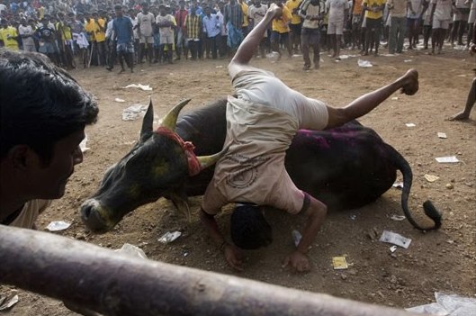 ஜல்லிக்கட்டு காளையை அடக்க முடியுமா? வாங்க  Jallikkattu%2B-%2BAwesome%2BPhotos%2B%252817%2529