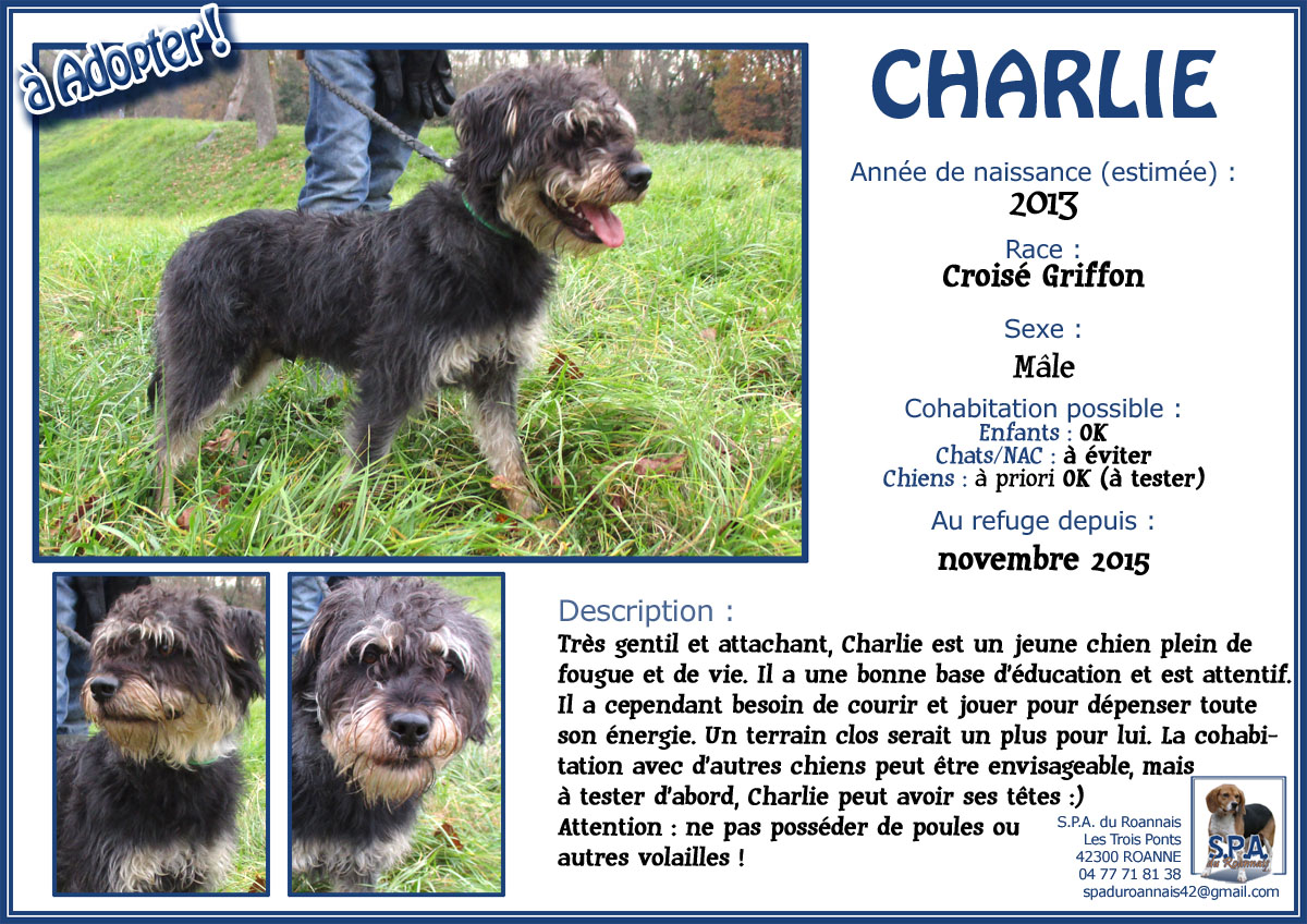 CHARLIE -  x griffon 3 ans -  Spa de Roanne (42) 1-2015-10_CHARLIE-2013