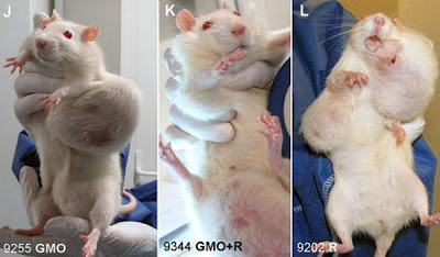 GMOs: Not Even in Moderation  Rat-Tumor-Monsanto-GMO-Cancer-Study-3-Wide