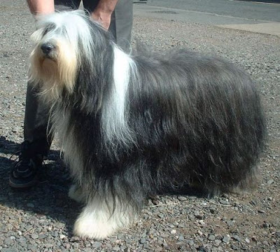 விலையுயர்ந்த நாய்கள் Most-expensive-dog-breed-in-the-world-Bearded-Collie