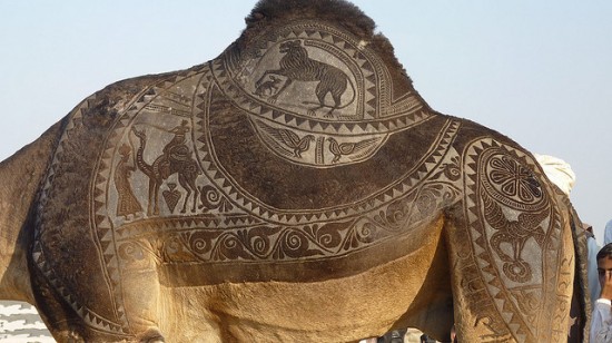 شاهد أحد أغرب المهرجانات الهندية Bikaner-camel-festival-550x308