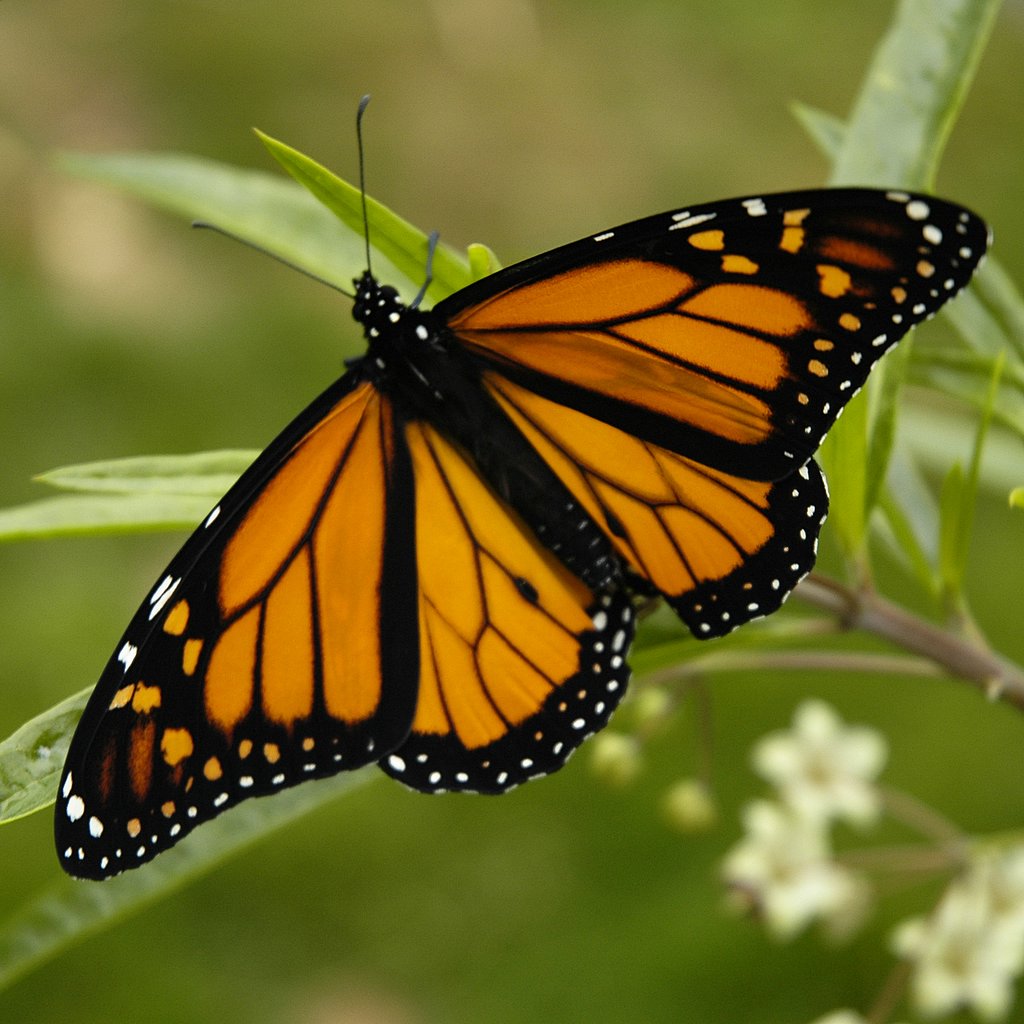 موسوعة عالم الحشرات Monarch-butterfly5