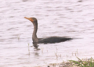 Nessie : photo de Jennifer Bruce (1982) Cormorant