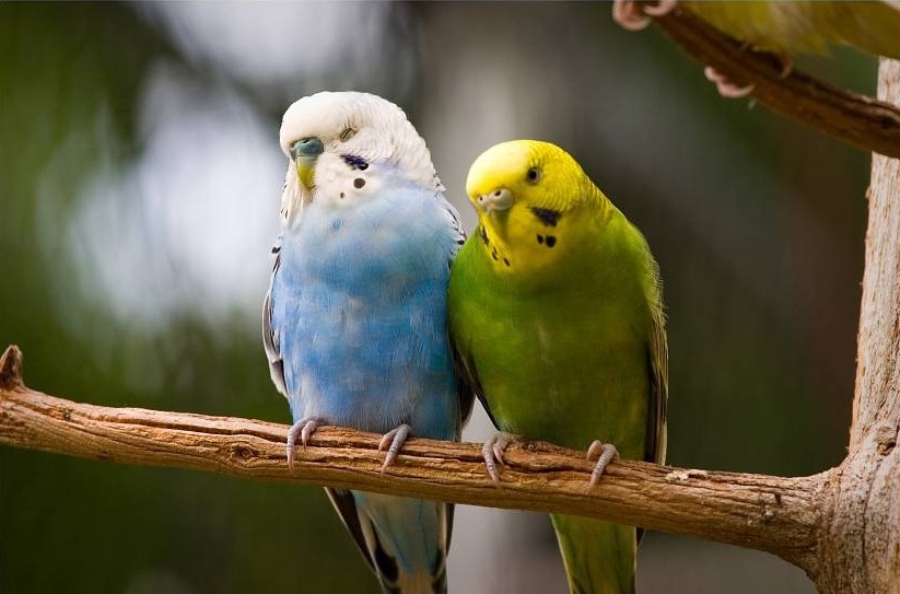 جمال بشكل خاص  Budgies%20%2822%29