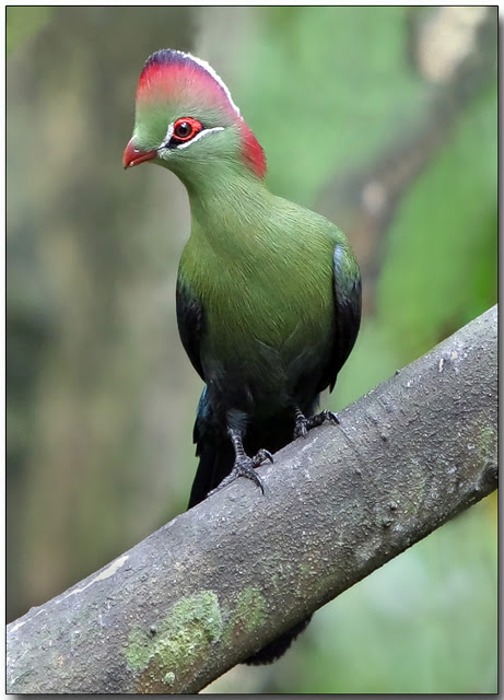 طائر التوراكو Fischers-Turaco-Doug-Janson