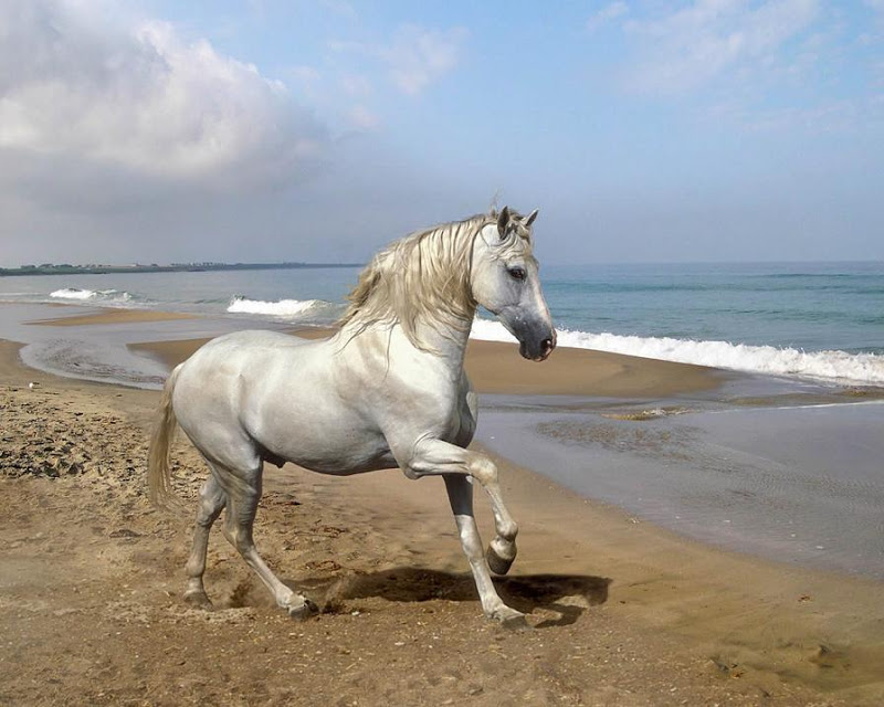 جمال الخيول العربية الاصيلة‎ Horse%2B-%2BBeautiful%2BDesktop%2BWallPapers