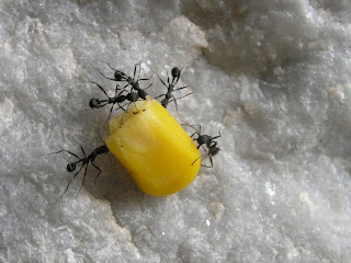 Πώς επικοινωνούν τα μυρμήγκια (;) Ants_corn